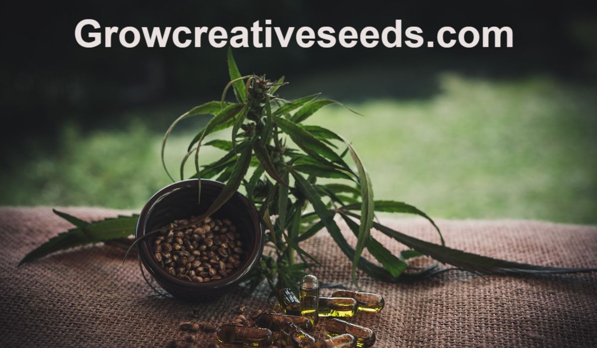 growcreativeseeds.com